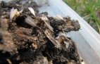 Termitesinmulch