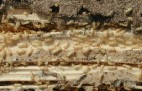 Workertermites